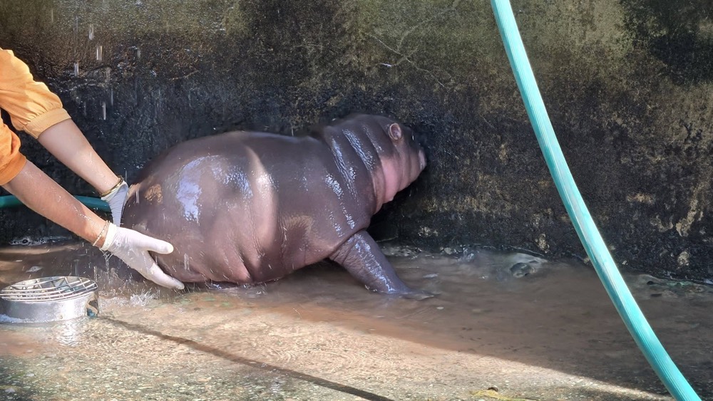 baby hippo
