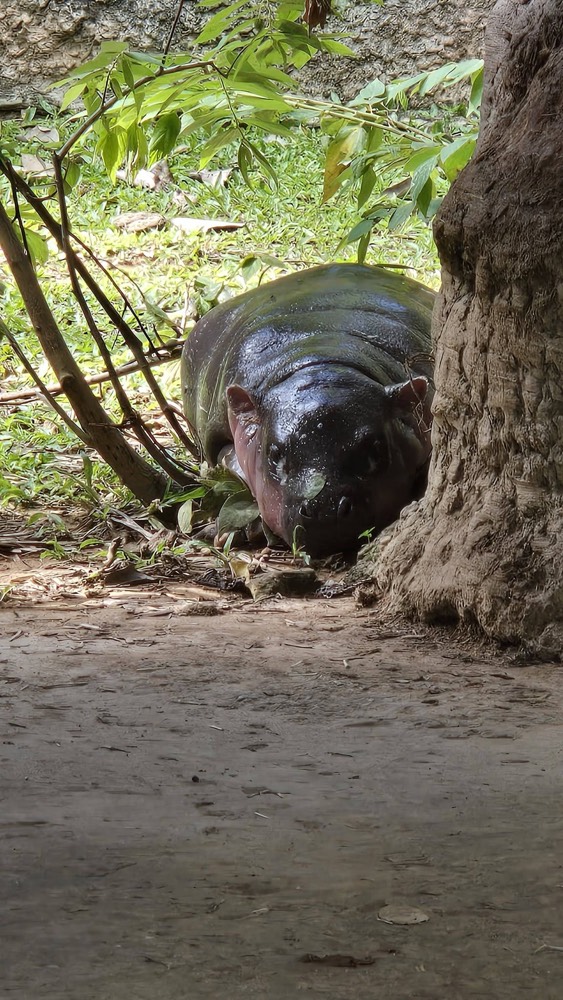 baby hippo