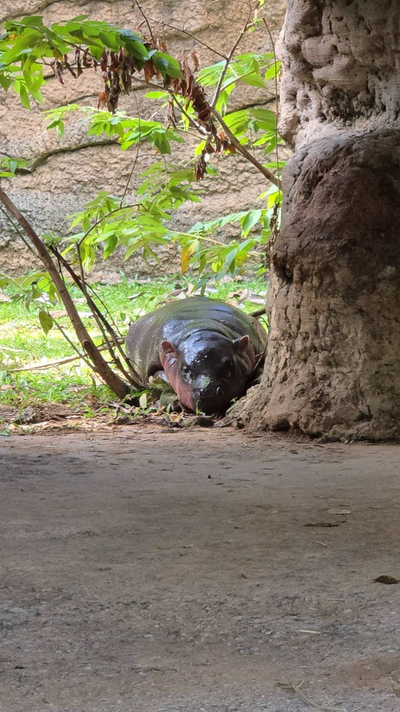 baby hippo