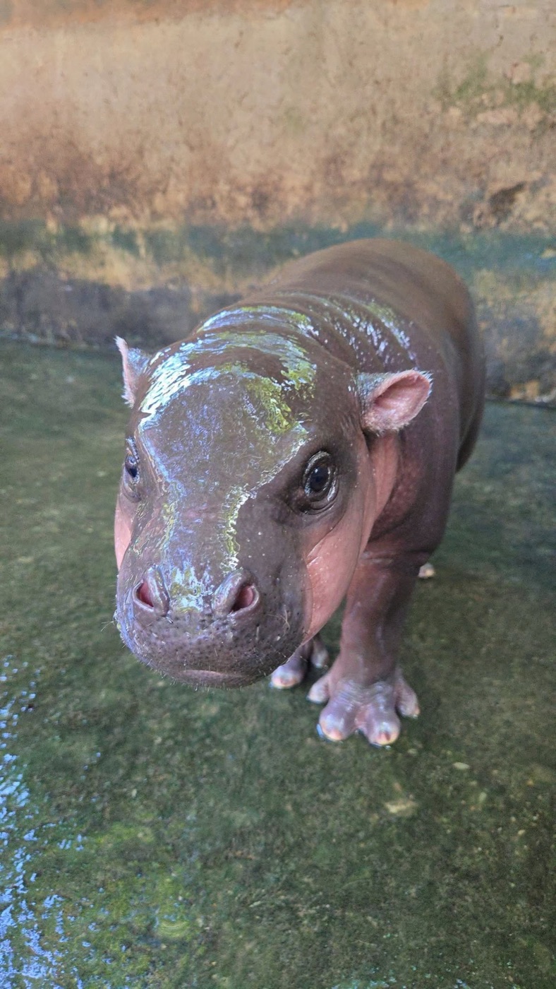 MOO DEUNG baby pygmy hippo